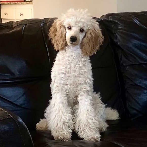 🐩🤍Welcome to Leighton Lane’s Closet🤍🐩 - Picture 7 of 13